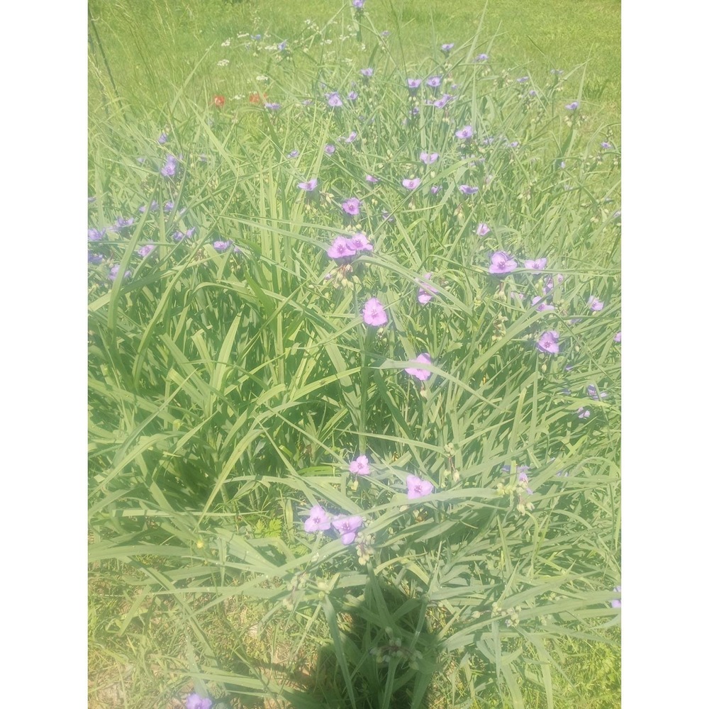 Purple Spiderwort 10pk Bulbs/ Corms